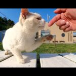 上機嫌で遊んでいた猫が敵猫と遭遇して、ブチ切れて帰っていった(YouTube)