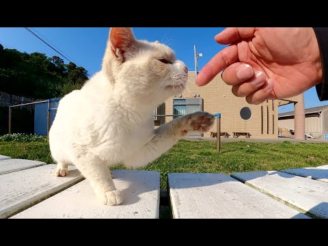 上機嫌で遊んでいた猫が敵猫と遭遇して、ブチ切れて帰っていった(YouTube)