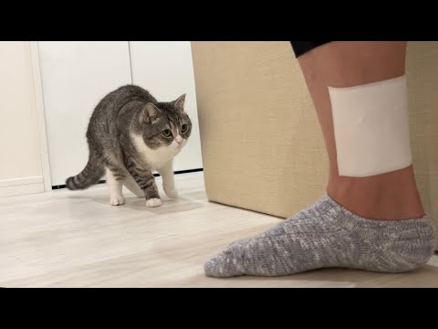 生まれて初めて湿布の匂いを嗅いだ猫の反応がかわいすぎましたwww(YouTube)