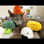 ママの遊びに付き合わされてお弁当になる猫(YouTube)