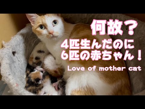 何故？4匹が6匹に？雨の中救われた子猫達　Love of mother cat(YouTube)