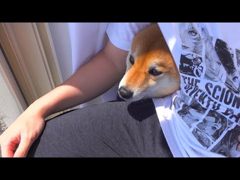 パパ弟との別れを察した柴犬がツンデレすぎてかわいい。(YouTube)