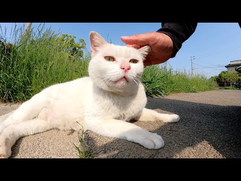 ムスッとした猫をナデナデしたら、少しだけ表情がほころんだ(YouTube)