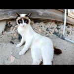 タヌキみたいな猫をモフったらデレデレと甘えてきた(YouTube)