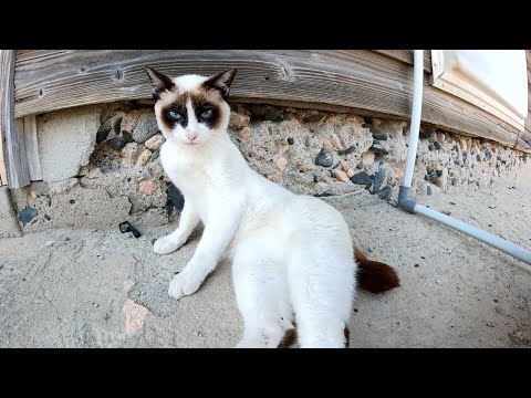 タヌキみたいな猫をモフったらデレデレと甘えてきた(YouTube)