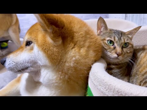 あの柴犬を動かしてしまうほどの癒しパワー♥のんびり麦わら猫♪(YouTube)