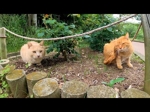 花壇の中から仲良し二人組猫がモフられに出てきた(YouTube)
