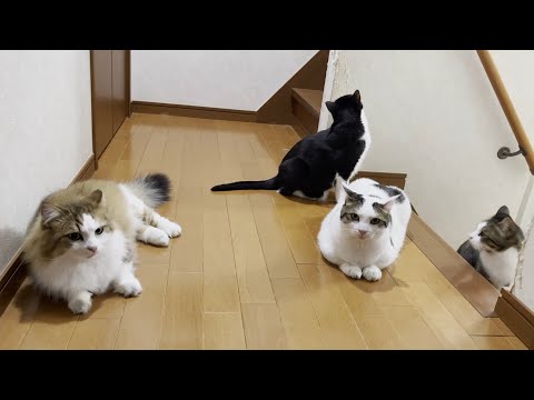 遅く帰ってきたお父さんに塩対応な猫たち(YouTube)