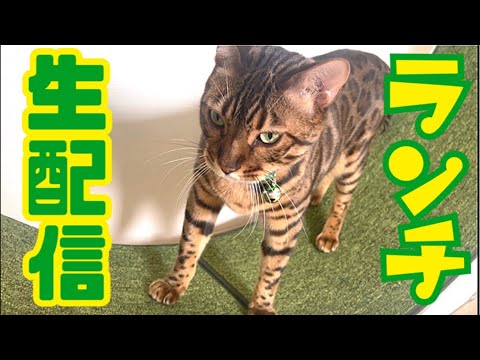 【ランチ生配信5/25】5月ラスト生配信で夏に向かって元気を蓄えませんか？生配信(YouTube)