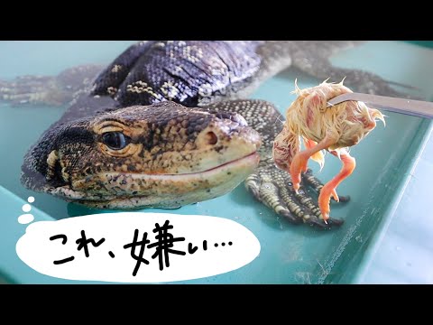テン君にヒヨコを食べさせたい！(YouTube)