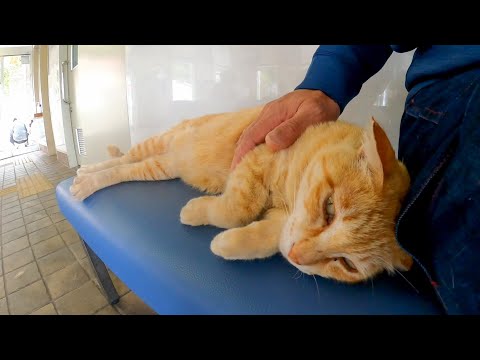 フェリー乗り場の椅子で寝ている茶トラ猫がカワイイ(YouTube)