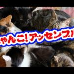 【猫動画】にゃんこ！アッセンブル！〜にゃんともパレード〜#159(YouTube)