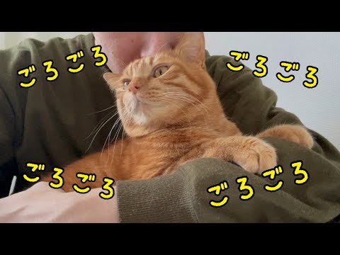 飼い主に撫でられてとても満足そうな猫がかわいい【ASMR】(YouTube)