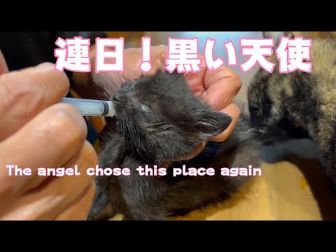 天使はまた舞い降りた！ナンちゃんが呼んだ黒い天使！(YouTube)