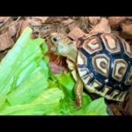 念願の可愛いリクガメをお迎えしました(YouTube)