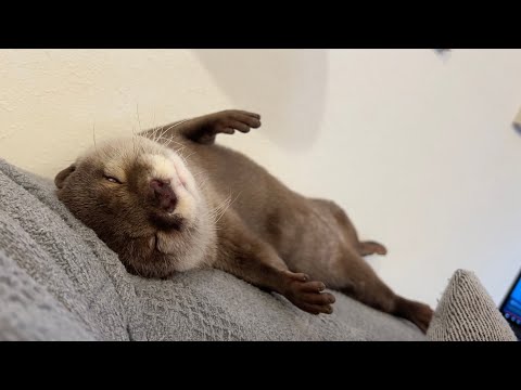 二度寝したいカワウソvs寝起きの飼い主 Otter who wants to sleep twice vs. owner who wakes up from sleep(YouTube)