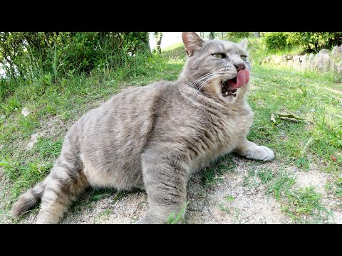 太った灰色猫ちゃんをモフったら、手を舐め返してくれた(YouTube)