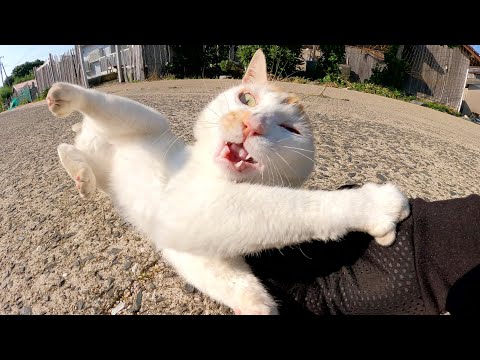人間に乱暴する姿を先輩猫に見つかって急に大人しくなる茶シロ猫(YouTube)