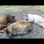 おデブな猫達が仲良く集まってお昼寝していた(YouTube)