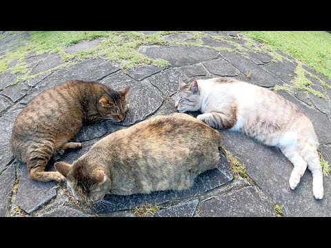 おデブな猫達が仲良く集まってお昼寝していた(YouTube)
