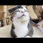 口が開くと分かっていても笑かしてくれる猫(YouTube)