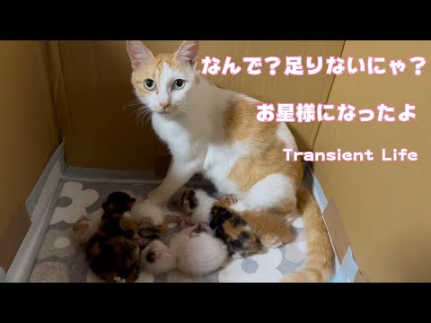 あたしの赤ちゃん足りないにゃ Stairway to Heaven(YouTube)