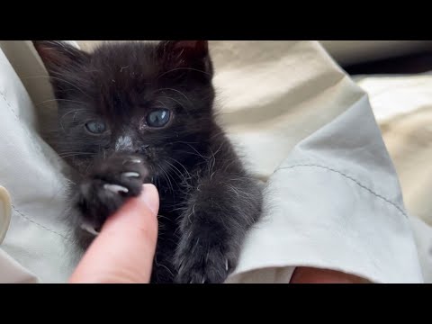 子猫保護2日目～黒子猫ちゃん病院へ行く♥(YouTube)