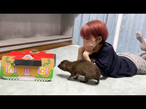 ケープハイラックスがすぐ罠にかかってしまう事がわかる動画(YouTube)