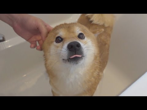 柴犬さんシャワーが苦手なのに、余裕ぶるこの顔がたまらん。(YouTube)