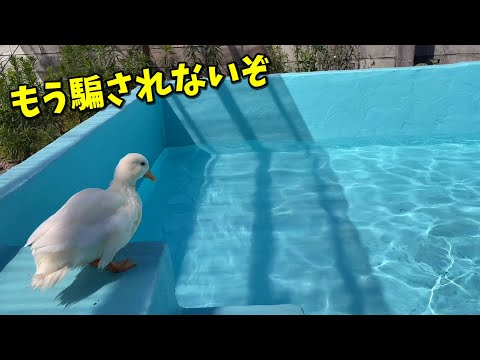 プールが凍ってると思ったらちゃんと水だった時のアヒルの反応(YouTube)