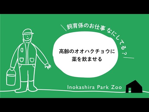 井の頭自然文化園：高齢のオオハクチョウに薬を飲んでもらうために(YouTube)