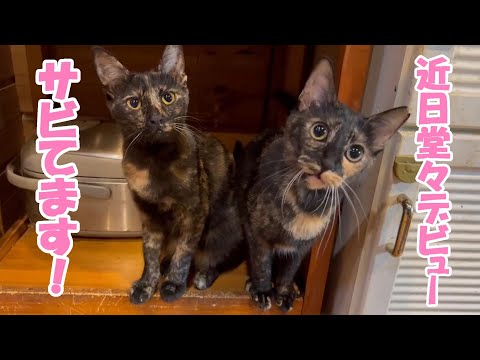 サビてます！　Beautiful Tortoiseshell cats(YouTube)
