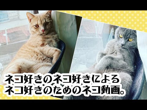 【猫動画】ネコ好きのネコ好きによるネコ好きのためのネコ動画〜にゃんともパレード〜#158(YouTube)