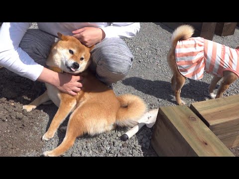我が家の柴犬と庭づくりをするとこうなる。(YouTube)