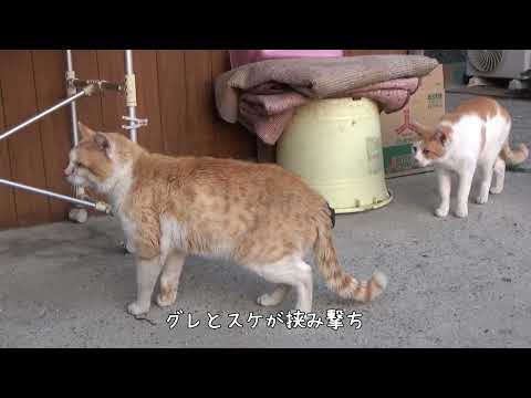 最強の兄弟猫に手も足も出ない我が家の猫(YouTube)