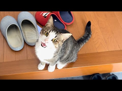 豆大福の真似して散歩でゴロゴロ転がる猫(YouTube)