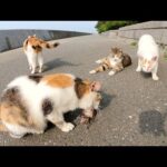 魚のアラにかぶりつく三毛猫が食いしん坊の仲間達に取り囲まれる(YouTube)