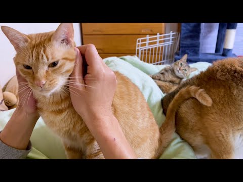 GWはお昼からわんにゃんパラダイス♥(YouTube)