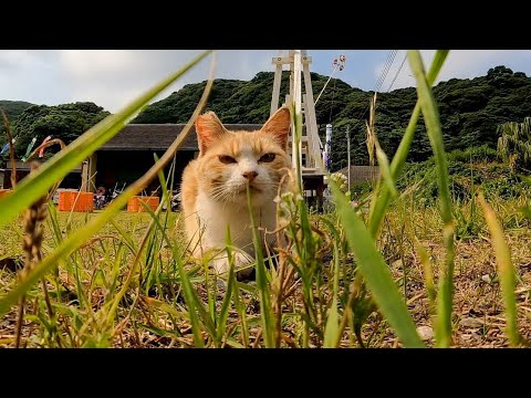芝生で寝ていた猫、足元に擦り寄ってきた(YouTube)