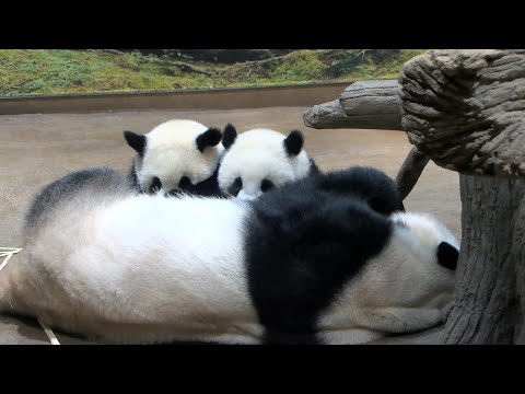 ジャイアントパンダのようす 2022年5月23日撮影(YouTube)