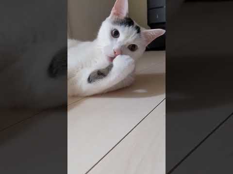 毛づくろいしてる猫におもちゃを見せると…？ #shorts(YouTube)