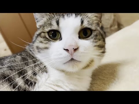 「オデコ、鼻くそ付いてる」って言われる猫(YouTube)