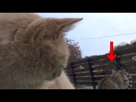 睨まれたので反対向きますね(YouTube)
