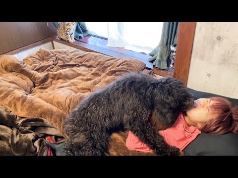 スタンプーの仔犬に起こされるとこうなる…(YouTube)