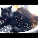 【母猫コンビ】ダイナマイトヒップでママ友猫に尻ハラスメントする黒猫(YouTube)