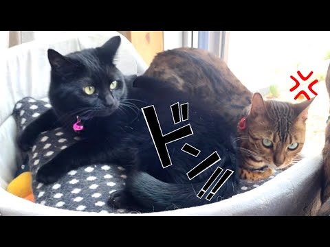 【母猫コンビ】ダイナマイトヒップでママ友猫に尻ハラスメントする黒猫(YouTube)