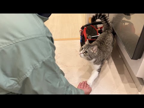 洗濯機の修理に来ただけのおじさんにおやつをおねだりする猫がかわいすぎたw(YouTube)