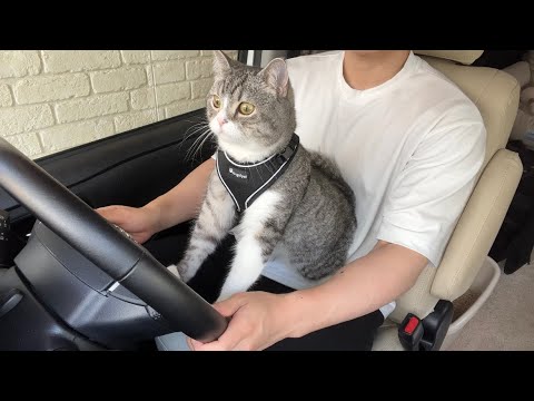 初めて猫を乗せて運転してみたら興味津々すぎてこうなりました笑(YouTube)