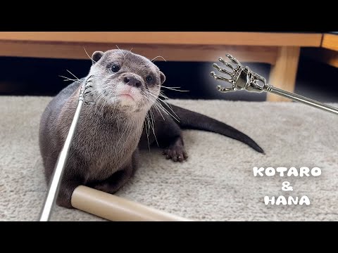 カワウソを孫の手でぽりぽりしてみた　Scratching Otter with Back Scratcher(YouTube)
