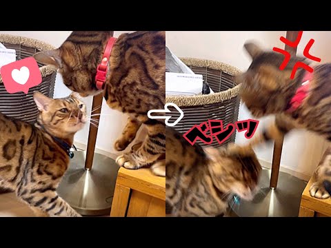 嫁大好き夫猫は本日も美人嫁猫にウザがられています(YouTube)